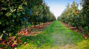 Many maine orchards have unusual varieties like spencer. The Best Apple Picking Orchards In The West For Fall U Pick Sunset Magazine