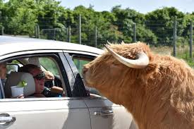 Have you ever fed a bison? African Safari Wildlife Park Opening For The 2020 Season African Safari Wildlife Park