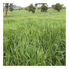 Image result for Urochloa brizantha