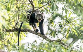 Image result for Entandrophragma delevoyi