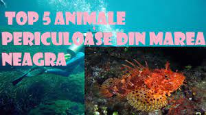 Animale care traiesc in marea neagra. Top 5 Animale Periculoase Din Marea Neagra Youtube