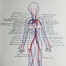 Pulmonary veins carry oxygenated blood towards the heart and the pulmonary arteries carry deoxygenated blood away from the heart. Blood Vessels Labeled These Vessels Transport Blood Cells Nutrients And Oxygen To The Tissues Of The Body Audrey S Kitchen