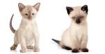 Siamese Kittens For Sale by Reputable Breeders | Pets4You