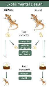 Lizard Laid Eggs In My Wall : R/Reptiles