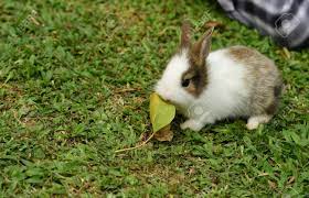 These rabbits are prized for their unique coat color, which resembles the fur of a chinchilla. Cute Rabbit Brown And White Rabbit Mother And Baby Walking Stock Photo Picture And Royalty Free Image Image 98471080