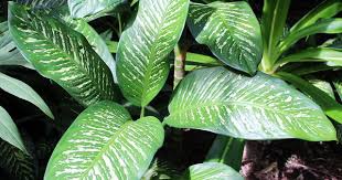 Planta Ornamental Conocida Popularmente Como Diefembaquia O Galatea Dieffenbachia Seguine Plantas Ornamentales Plantas Caracteristicas De Las Plantas