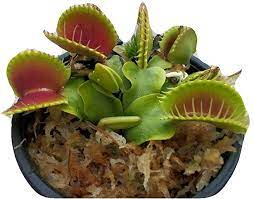 There is only one species of the venus flytrap, dionaea muscipula. Large Sized B52 Giant Venus Flytrap Fly Trap Dionaea Muscipula Carnivorous Plant 3 Inch Pot Garden Outdoor Amazon Com