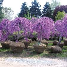 Cercis Canadensis Judasbaum Lavender Twist Kaufen Judasbaum Garten Bepflanzen Straucher Garten