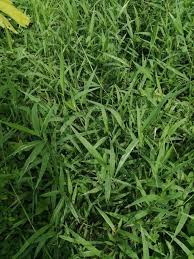 Image result for Urochloa arrecta