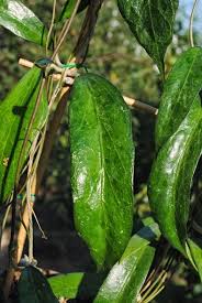 Hoya Amoena Spp Ipps 3322 Hoja 7538417726 Oficjalne Archiwum Allegro Rare hoya mathilde cutting unrooted. hoya amoena spp ipps 3322 hoja