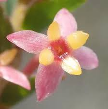 Image result for Struthiola