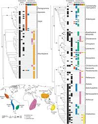 Image result for Cheilanthes angustifrondosa