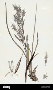 Image result for Bromus  erectus