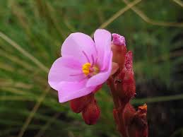 Image result for Drosera dielsiana