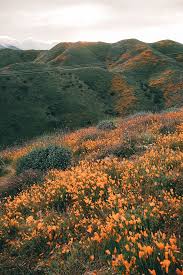 Mustard flowers in vineyards | © rc designer / flickr. The Best Places To See Wildflowers In Southern California