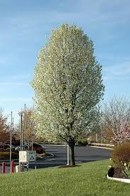 Best tree to line driveway. 12 Best Trees To Plant In Southwestern Ontario Simpliscapes London Ontario