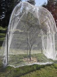 Bird Netting Structures For Fruit Trees Springtime Tasks In My Off Grid Organic Garden Fruit Trees Garden Netting Dwarf Fruit Trees