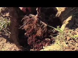 Read about the stark bro's history that spans over 200 years » How To Plant A Bare Root Tree Youtube