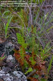 Image result for Anemiaceae