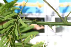 Image result for Acacia welwitschii