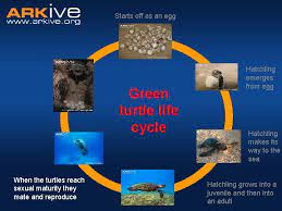 Turtle Life Cycle What Is A Life Cycle