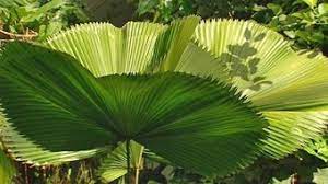Drought tolerant plants are only capable of withstanding a drought if their roots are well established into the surrounding soil. Get The Tropical Look Fact Sheets Gardening Australia Gardening Australia