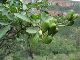 Image result for Schrebera