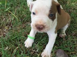 I recently bought a gator pit and the one significant difference in this pit and my other one is that my new gator out of all the pitbulls i have had, none of them have bitten me or any one of my children. American Pit Bull Terrier Puppies For Sale Denver Nc 81492