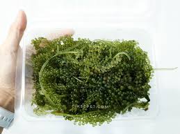 Kami menjual rumpai laut mentah dari semporna, sabun rumpai laut, set mutiara dari sabah , vit c pahang pharma, sf beauty scin care di buka, terus simpan kedalam bekas kedap udara atau plastik yg di ikat dgn getah agar rumpai tidak msuk angin.kalau msuk angin rumpai kering ni akak keluar. Pertama Kali Makan Latok Anggur Laut Cerita Budak Sepet