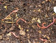 Composting Series: Delightful Decomposers