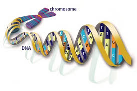 Dna and mutations by the understanding evolution team. Webquest Student Page