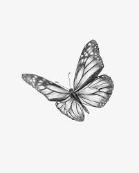 Butterfly Sketch Monarch Butterfly Drawing In 2021 Pencil Drawings Tumblr Butterfly Drawing Nature Art Drawings
