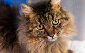 If you adopt a kitten that has long hair, your kitten is going to require more grooming than a short hair cat. Domestic Longhair Cat Trupanion Breed Guide