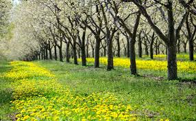 Add dynamic design and bold color to the landscape. Michigan Nut Photography Springtime Flowers Dandelions And Cherry Trees Michigan Cherry Orchard In Bloom