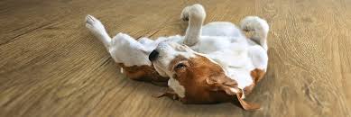 Order a sample kit now! Is Luxury Vinyl Flooring Pet Friendly Stone Barn Floors