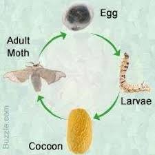 We did not find results for: The Lifecycle Of The Silkworm Download Scientific Diagram