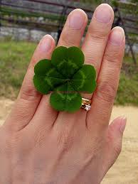 Four Leaf Clover Clover Leaf Four Leaf Clover Lucky Clover