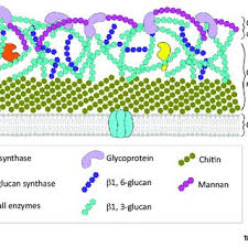 Found next to the chitin layer, these are glucose polymers that are interlinked with chitin. Pdf The Role Of The Fungal Cell Wall In The Infection Of Plants