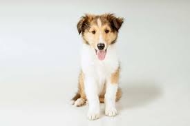 Collie Dog Breed Information