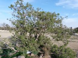 Image result for Juniperus procera