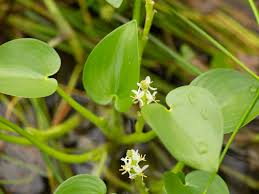 Image result for Heteranthera callifolia