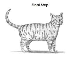 Meskipun terdapat banyak kemungkinan, tutorial ini akan menunjukkan cara menggambar kucing dalam gaya kartun dan gaya realistis. Sketsa Gambar Kucing Yang Sangat Mudah Untuk Kamu Gambar