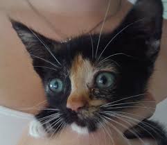 Some faced death at the shelter, while others came from abusive and neglectful households. Austin Pets Alive Kittens Need Foster Homes With Videos