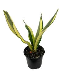 Image result for Sansevieria trifasciata