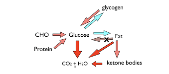 Crossfit An Introduction To Metabolism
