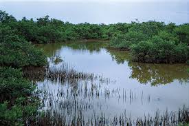 Examples rhizophora, heritiera and avicennia. Swamp Wetland Britannica