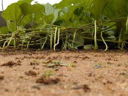 Image result for Cucumis humifructus