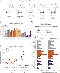 Engages in the development of transformative medicines based on messenger ribonucleic acid (mrna). Mrna Structure Regulates Protein Expression Through Changes In Functional Half Life Pnas