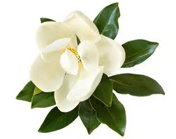 Flowers Name In English Pictures Videos Charts Ira Parenting