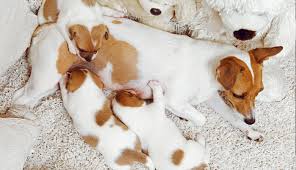 Der mensch kann insgesamt vier phasen erkennen, die von veterinären als proöstrus, östrus, metöstrus und anöstrus benannt werden. Trachtigkeit Bei Hunden Medpets Klart Auf Und Hilft Medpets At